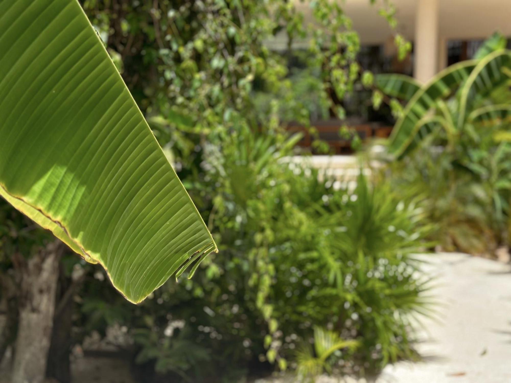 Ophelia Tulum Condo In Aldea Zama المظهر الخارجي الصورة